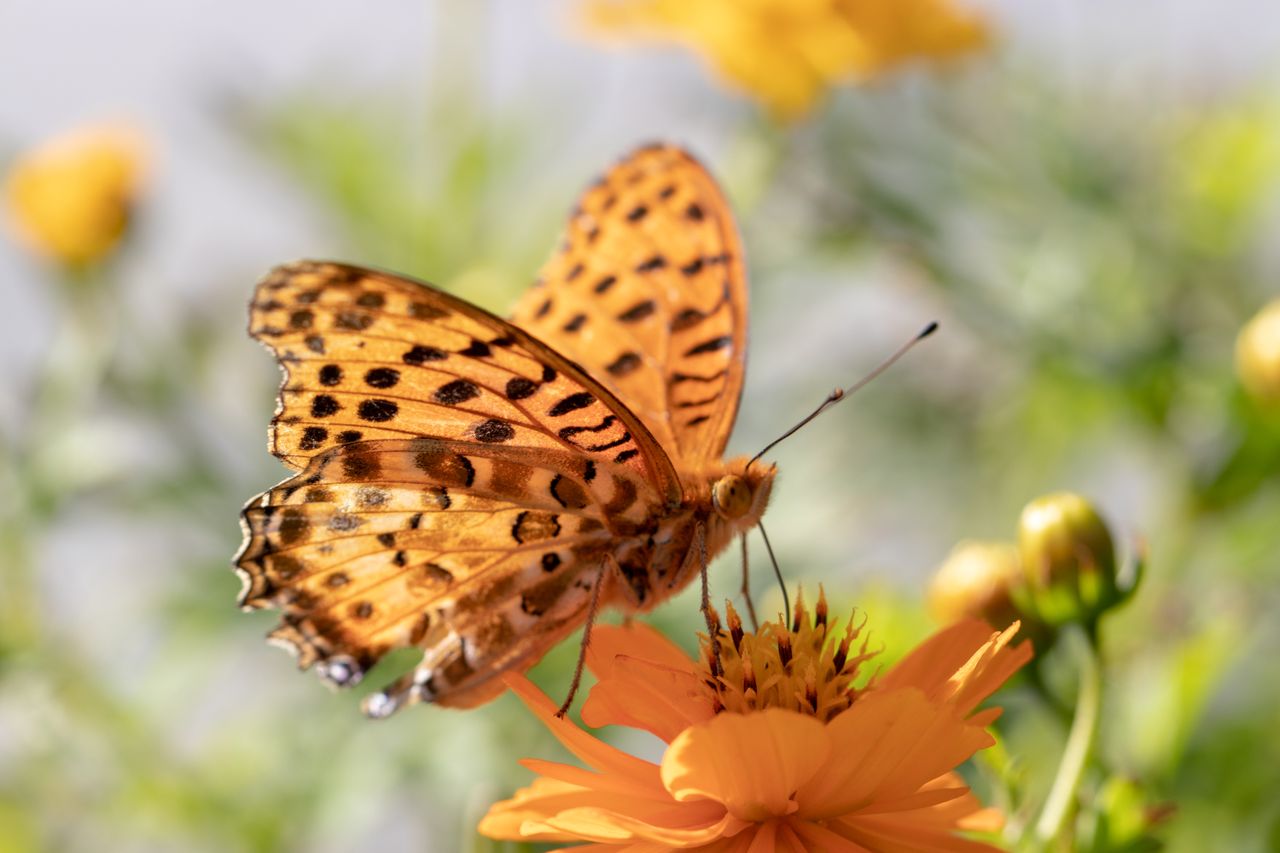 High brown fritillary butterfly