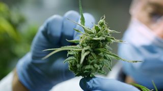 Man in latex gloves and a surgical mask holds up a cannabis plant in a nursery