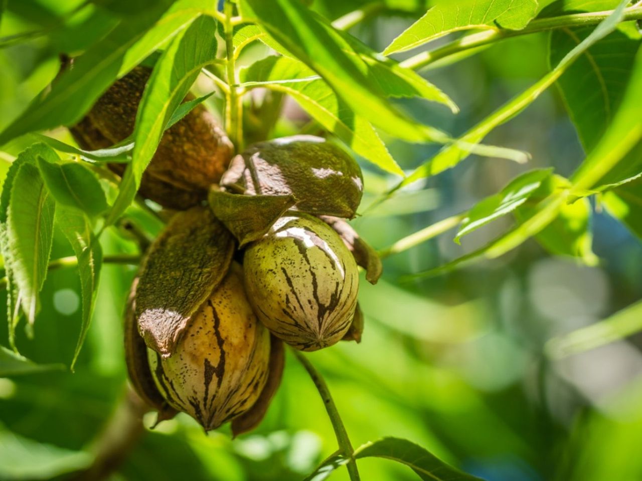 Nuts On Pecan Tree