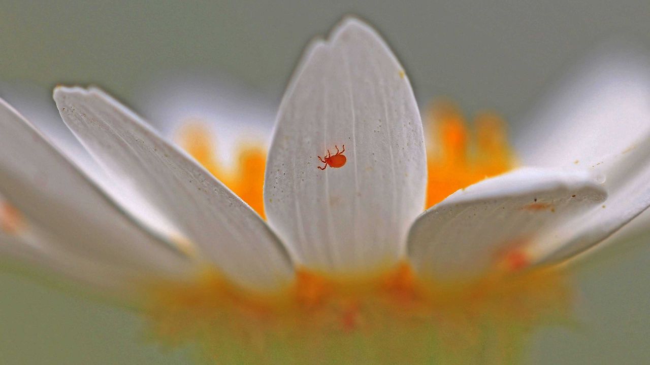 red mite on flower