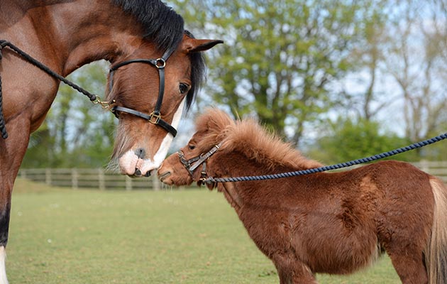 Kavaner: Mare &amp;amp; Foal Sanctuary