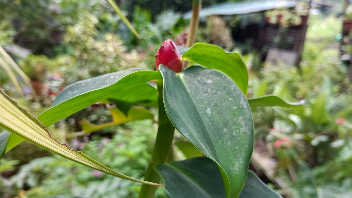 Blackview BL8800 Pro sample photos