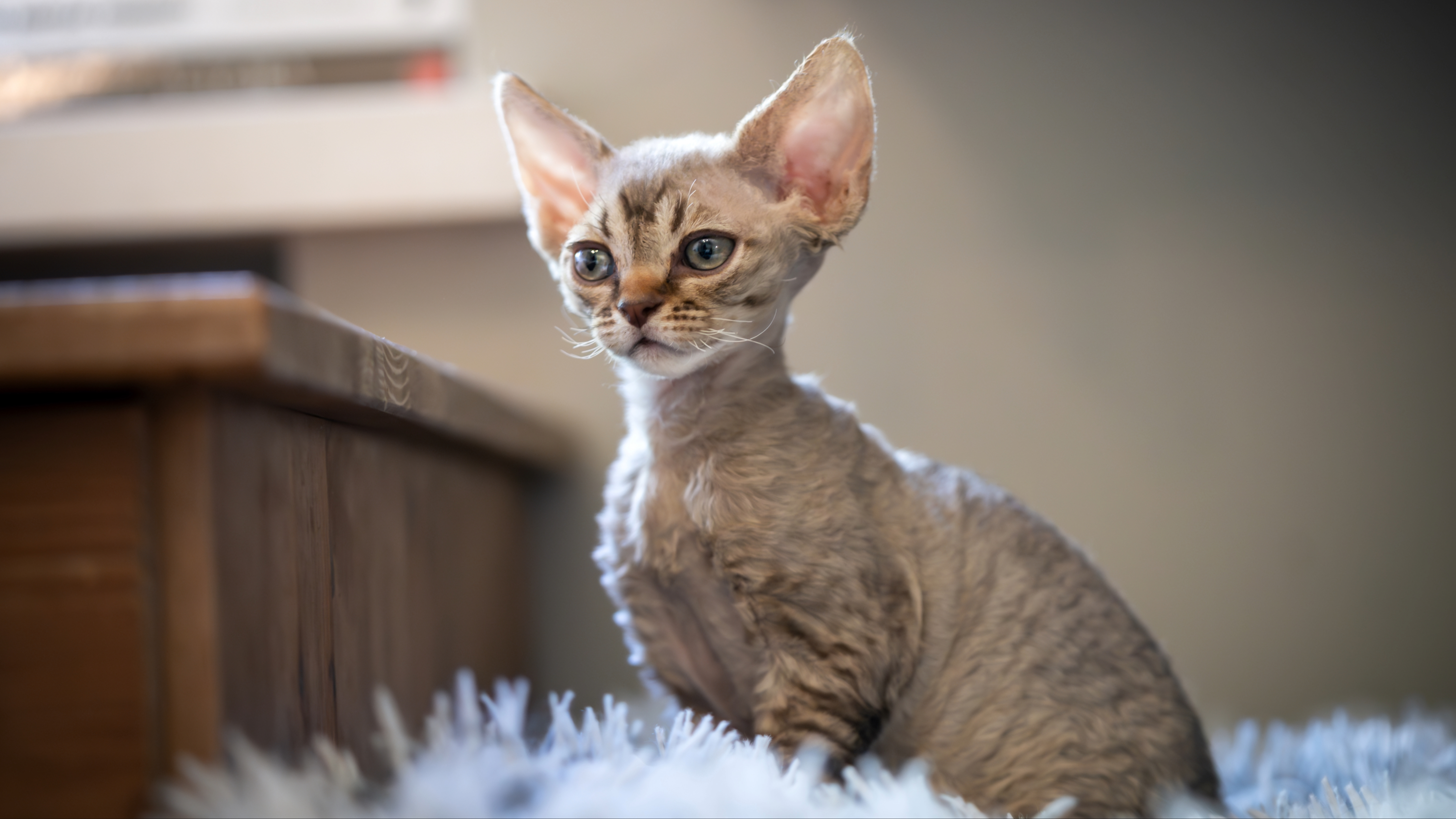Devon Rex