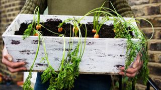 Carrots grown in a window box