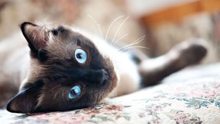 Best dog and cat names — black and white cat with blue eyes