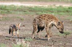 jackal-hyena-prey-101124-02