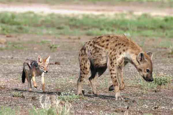 jackal-hyena-prey-101124-02