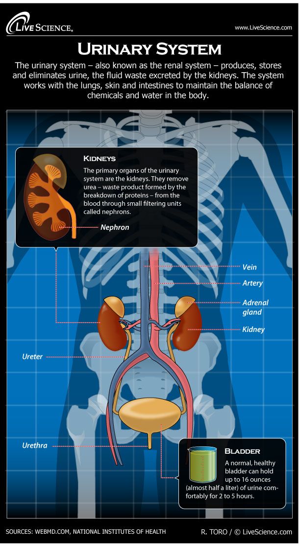 diagram-of-renal-system