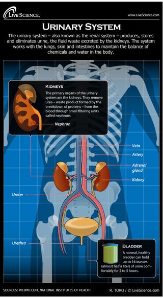 Infographic: How the human body's urinary system works.