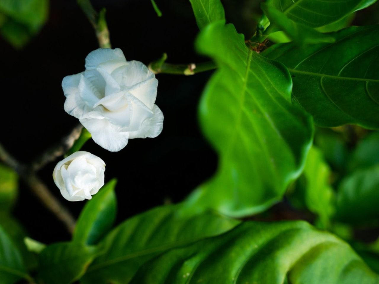 Bugs On Gardenia Flowers