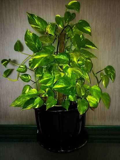 How to Increase Humidity For Plants (What Works)