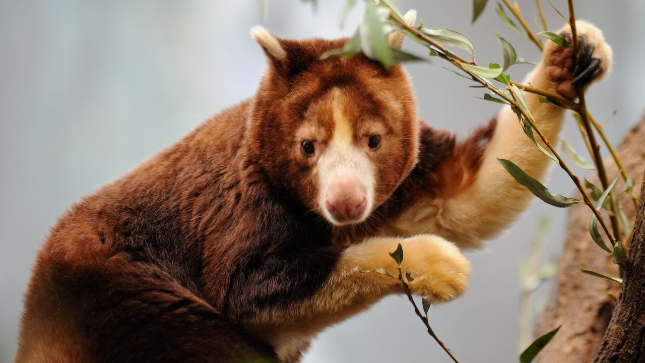 a tree kangaroo holds onto a branch