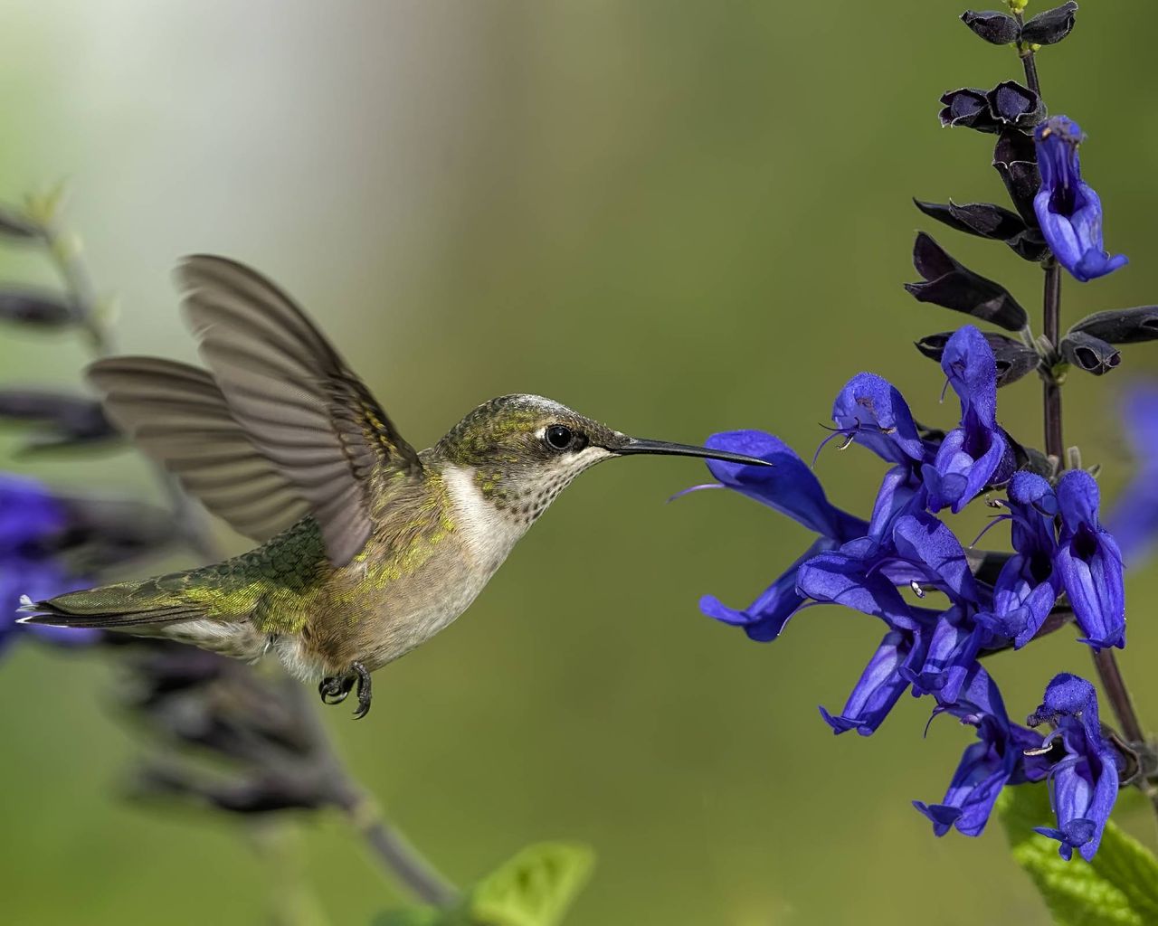 hummingbird and black and blue sage salvia guaranitica