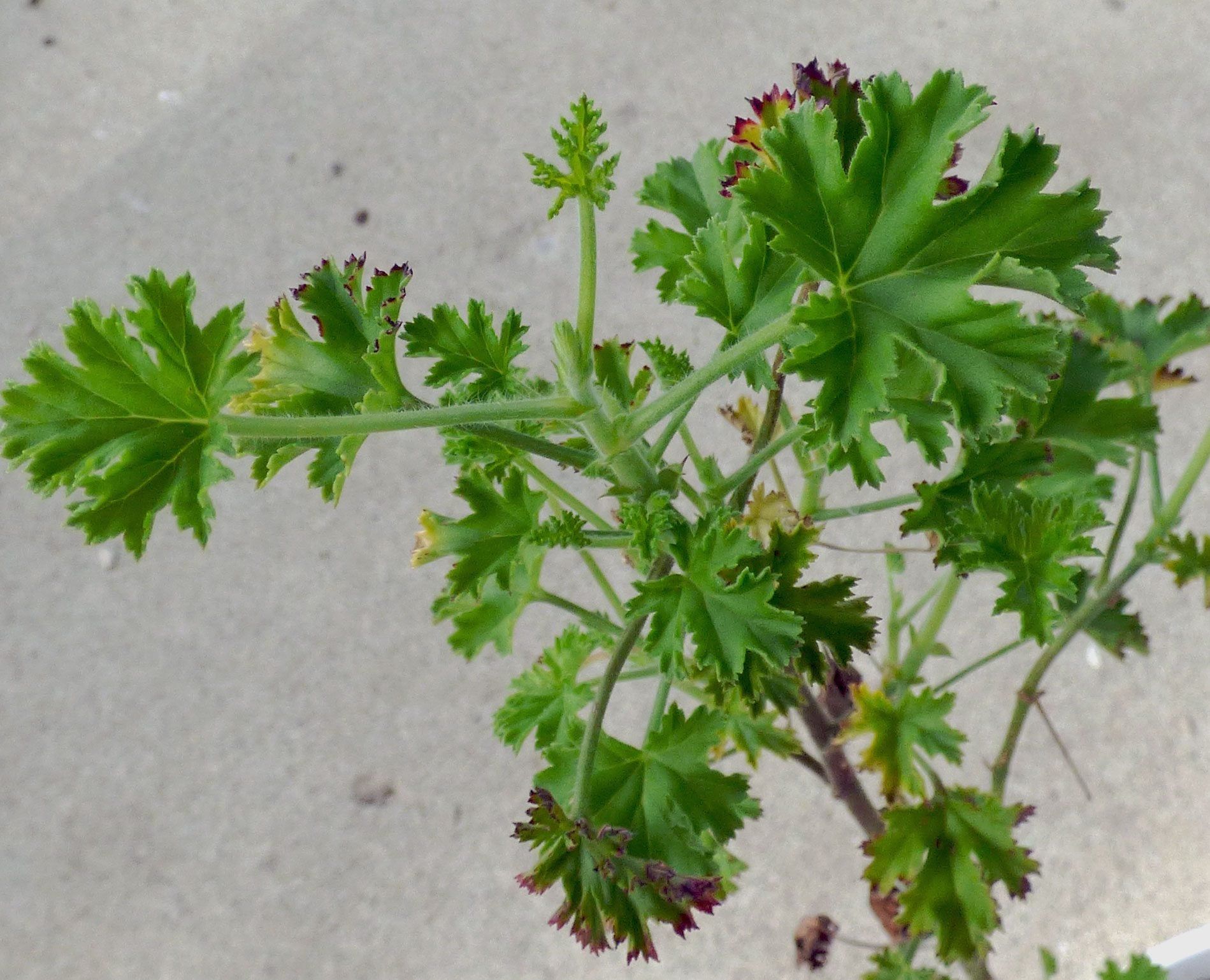 Prince Of Orange Pelargoniums - Growing Prince Of Orange Geranium