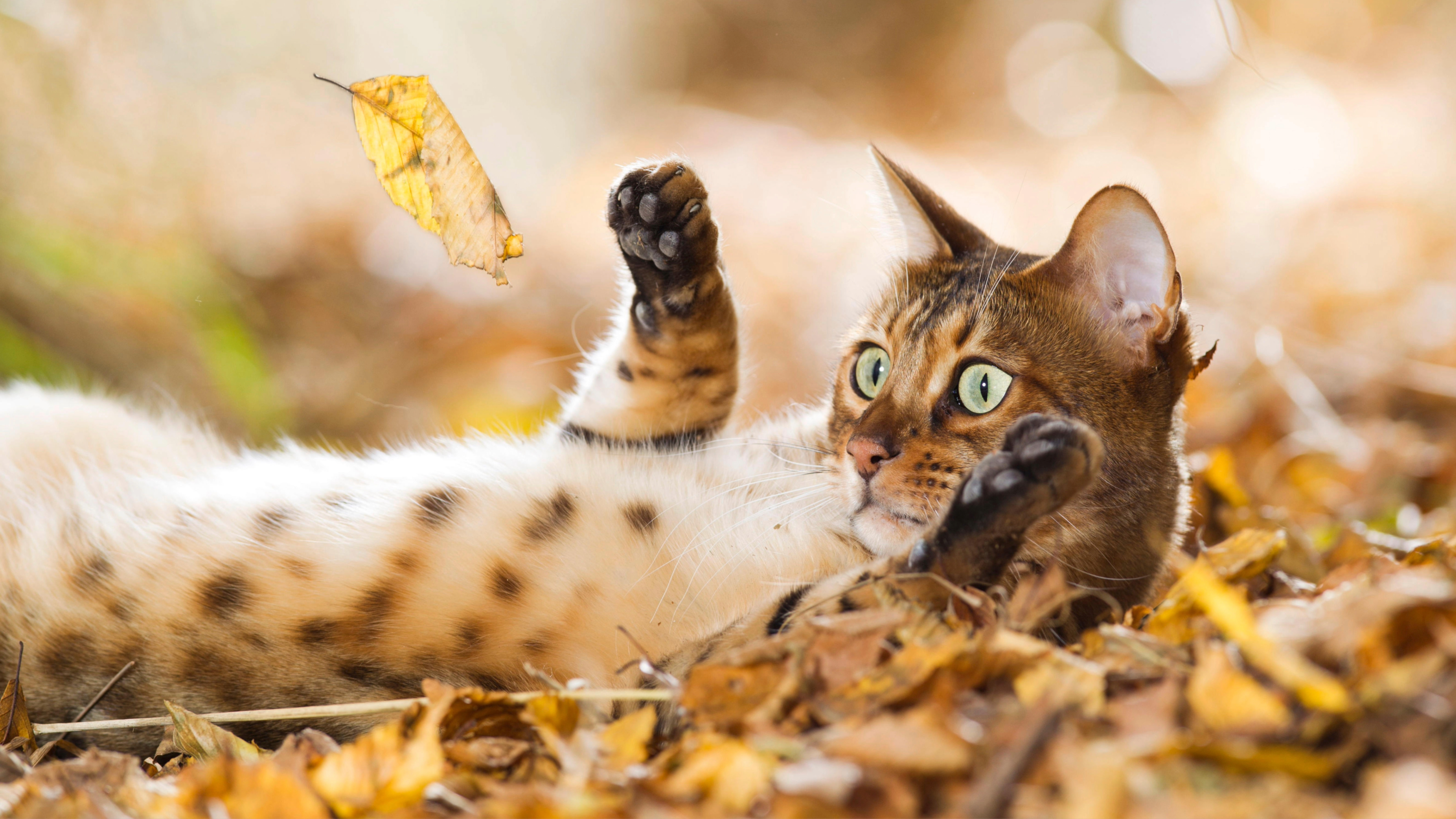 Wild cat breeds: 20 cats with exotic roots