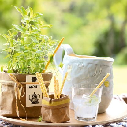 Tray with straws, glass, jug and mint plant