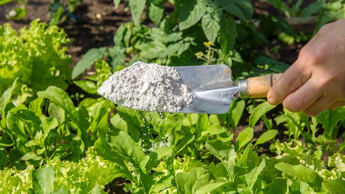 Diatomaceous earth is the non-toxic pest control we can't wait to try in our yards