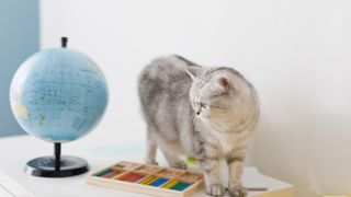 Cat on desk looking at world globe