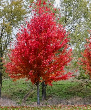An Autumn Blaze maple