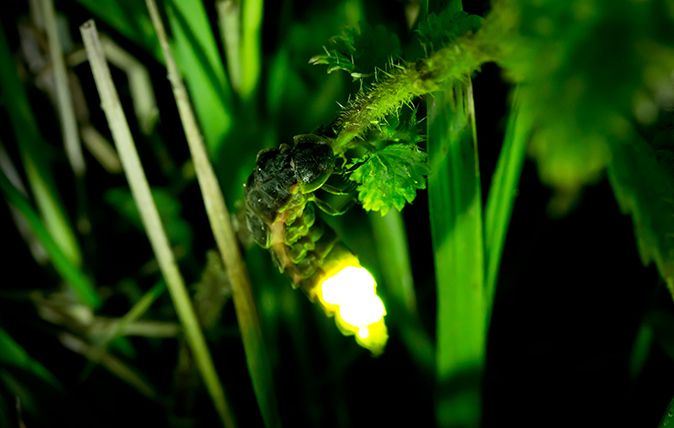 glow-worm