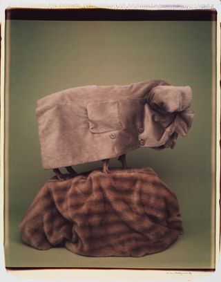 Dog standing and covered in a coat