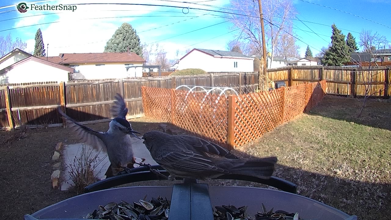 Example shots from the Feathersnap Scout Bird Feeder.