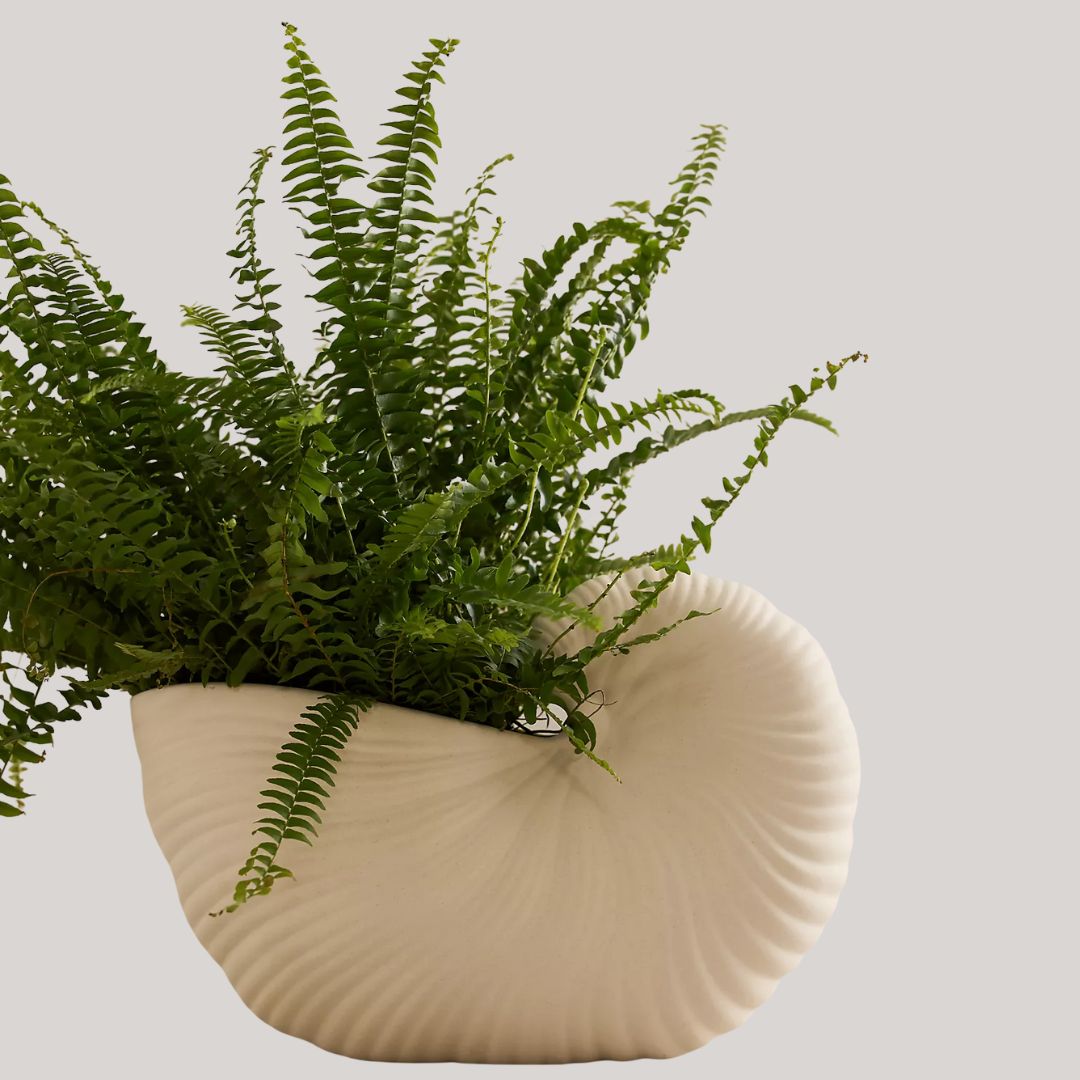 Anthropologie, Ferm Living Shell Pot