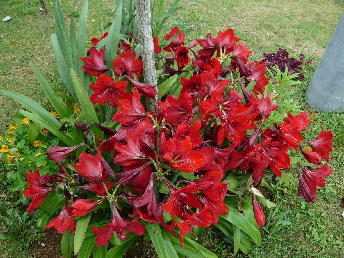 Large Trumpet-Shaped Red Amaryllis Flowers