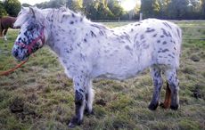 Delightful-Dottie.jpg