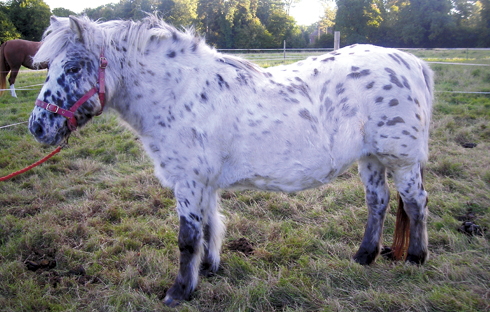 Delightful-Dottie.jpg