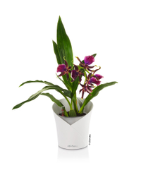 The Orchidea Planter| £16.99 from Lechuza