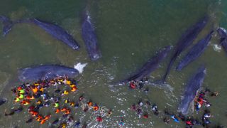 A group of sperm whales being rescued by people near a beach