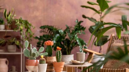 Collection of cacti and houseplants against a terracotta wall