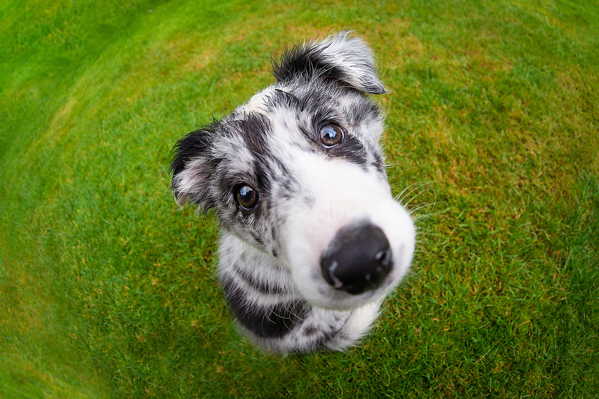 Border collie puppy against green grass 