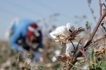 A woman picks cotton in a field. 