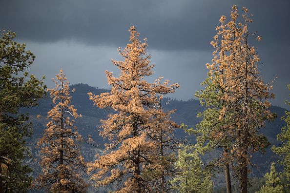 Dead and dying trees in Los Padres National Forest.