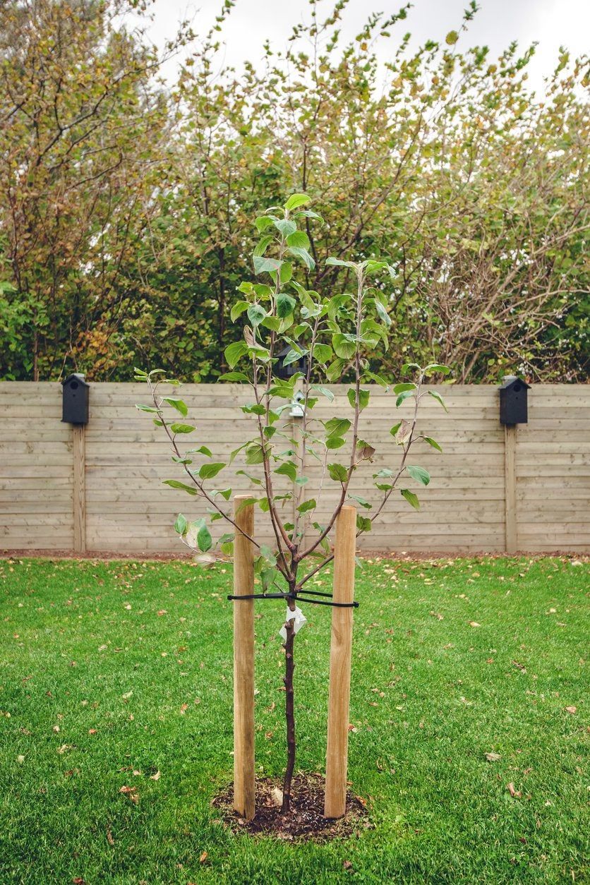 When to Remove Stakes from a Tree - Horticulture