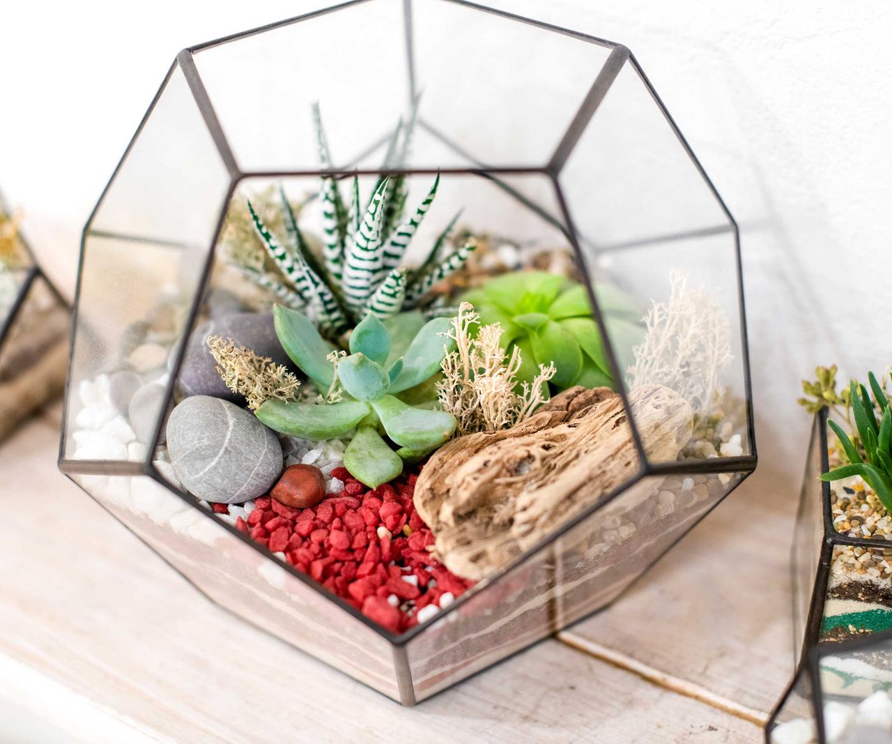 Terrarium care tips on how to look after your display