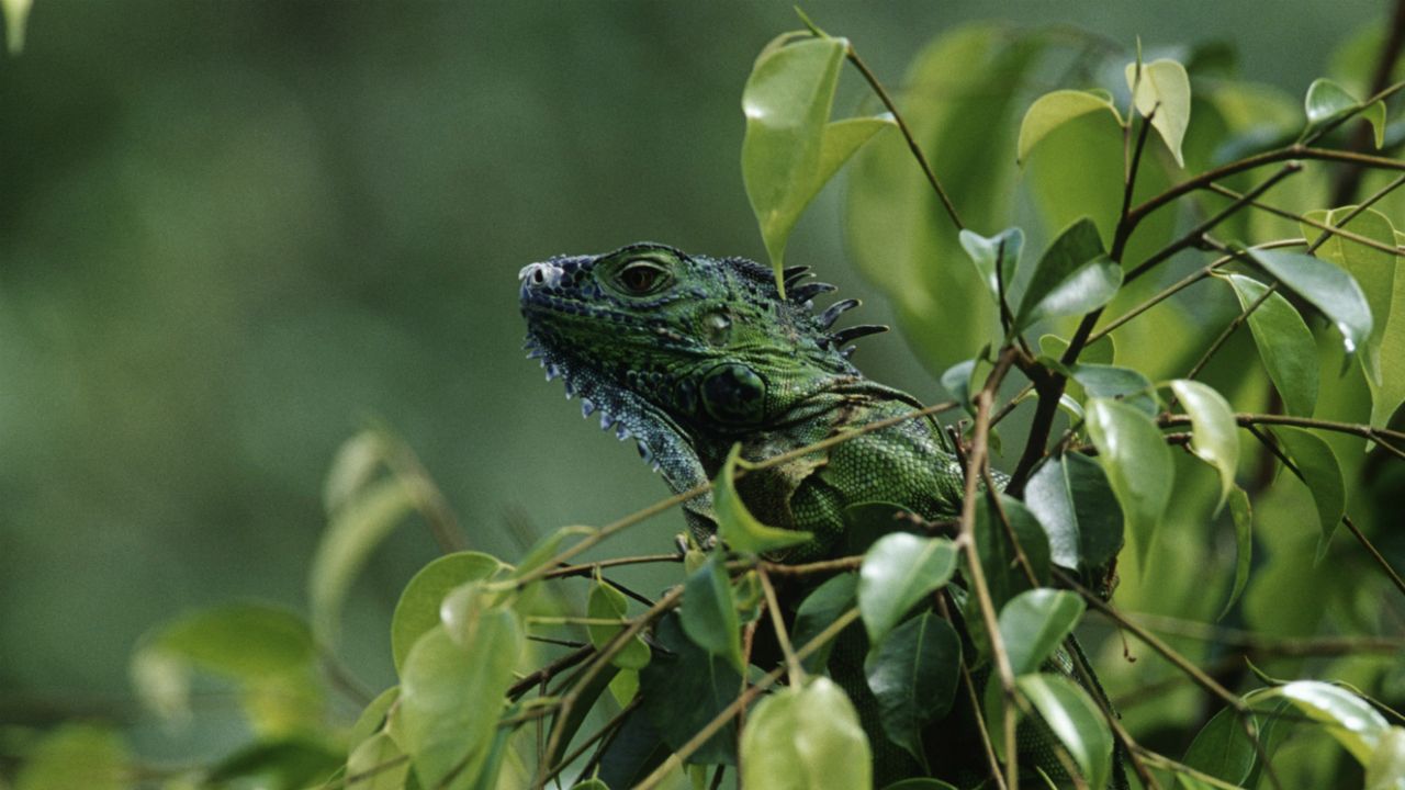 Green iguana