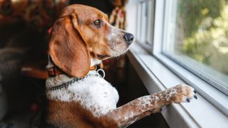 Alert dog looking out the window