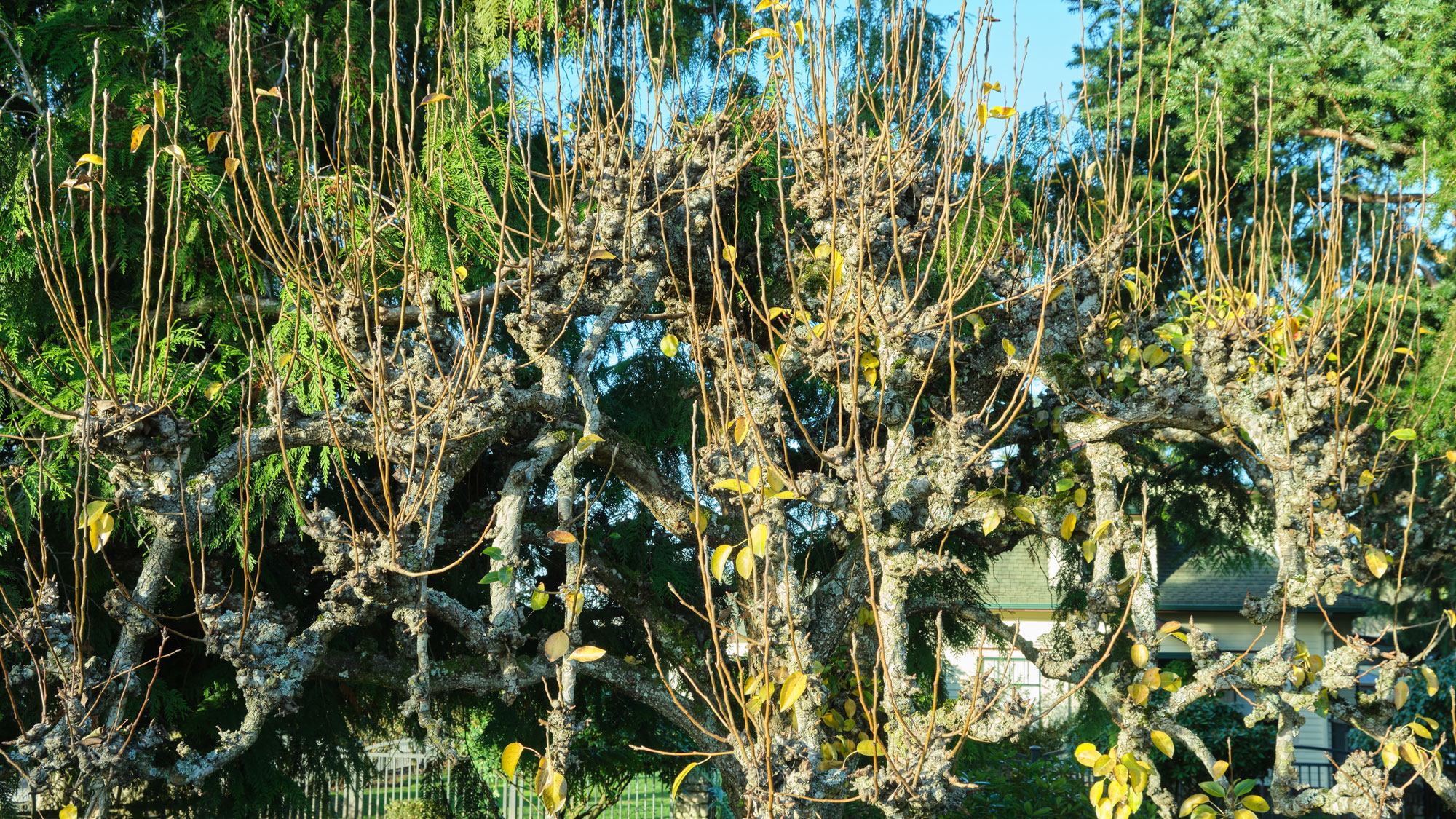 water sprouts growing out of an apple tree in sunny garden
