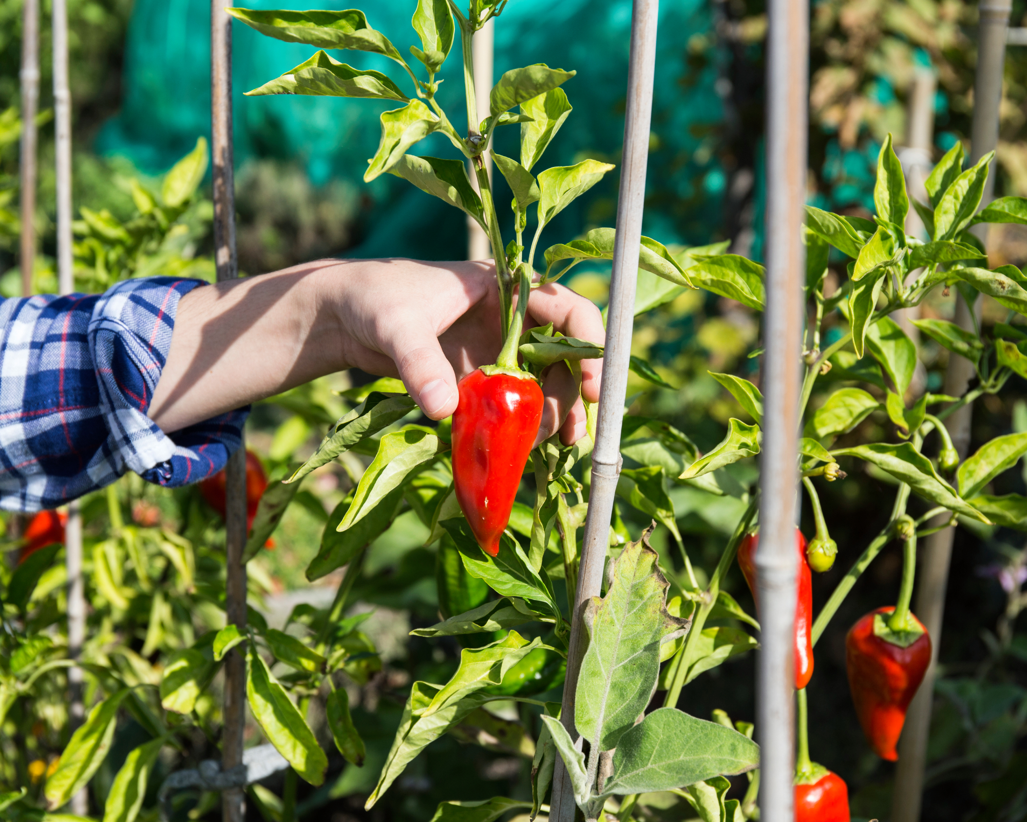 woman's hand holding pepper on plant with bamboo supports