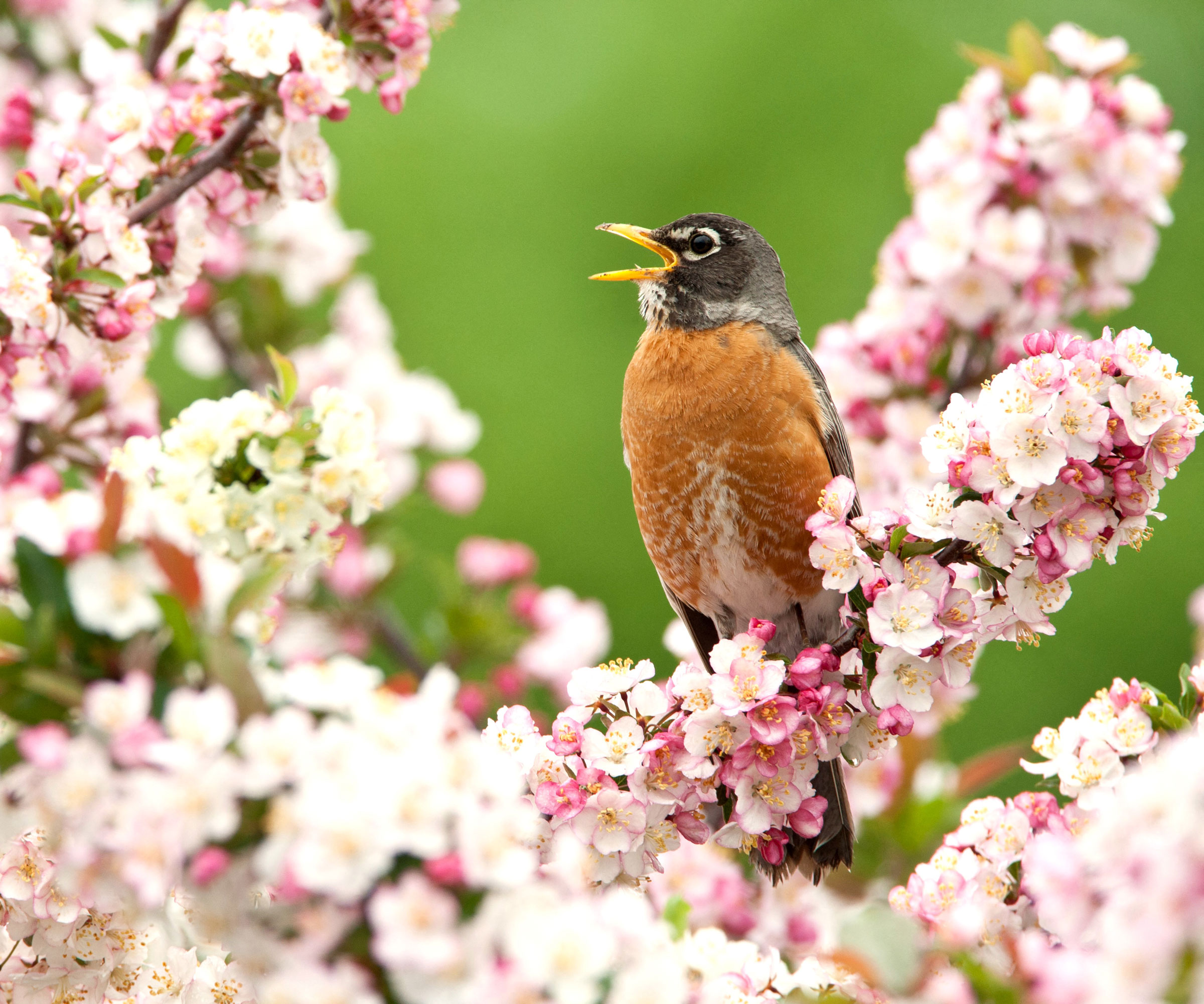 American robin singing in crabapple tree full of flowers