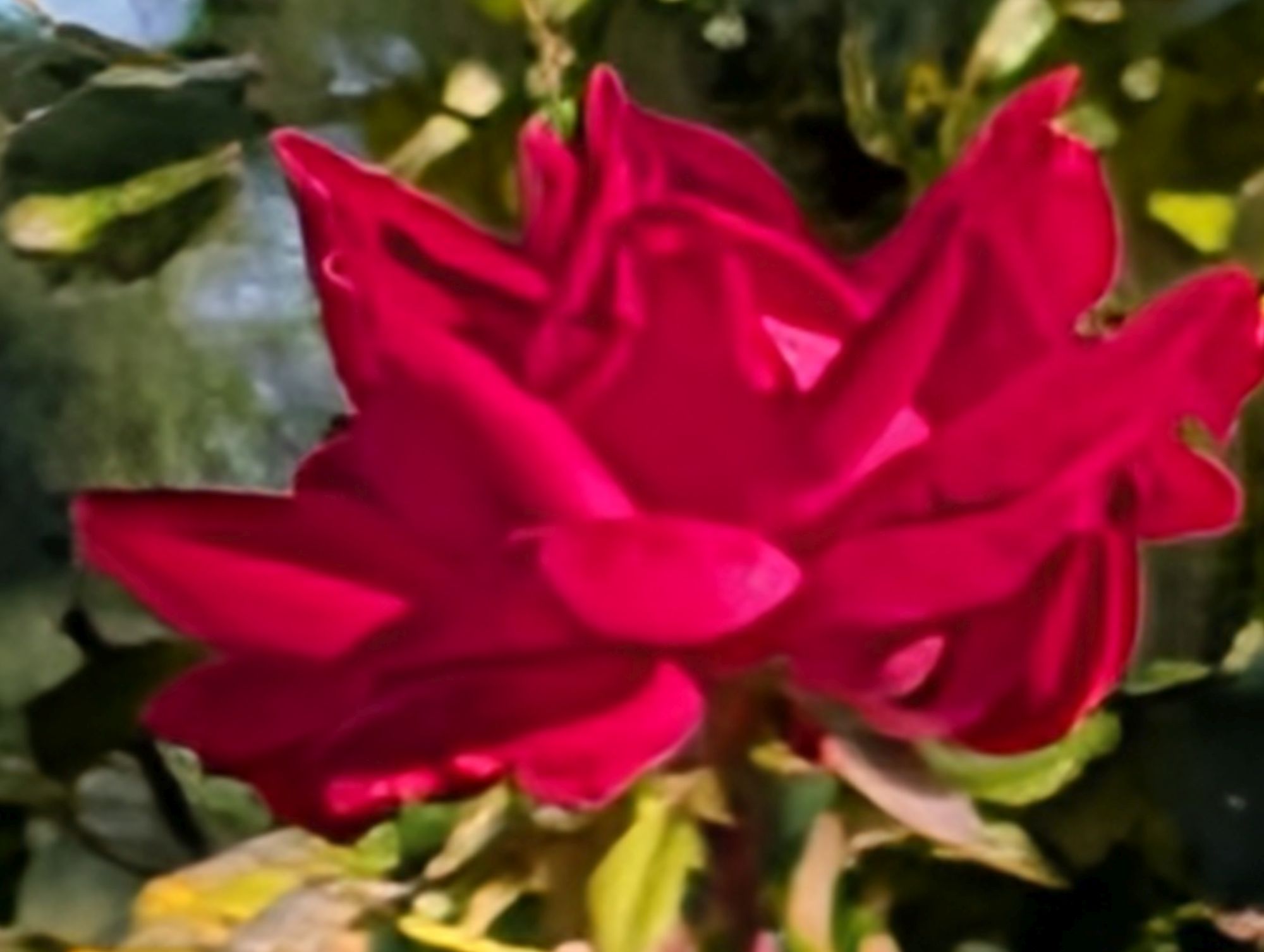 Google Pixel 10 Pro XL Pro Res Zoom sample.