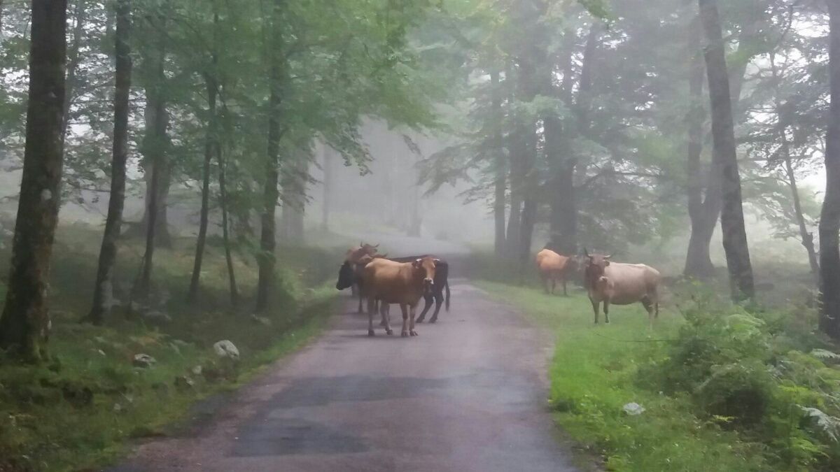 Los Machucos is a cow track used to move between pastures