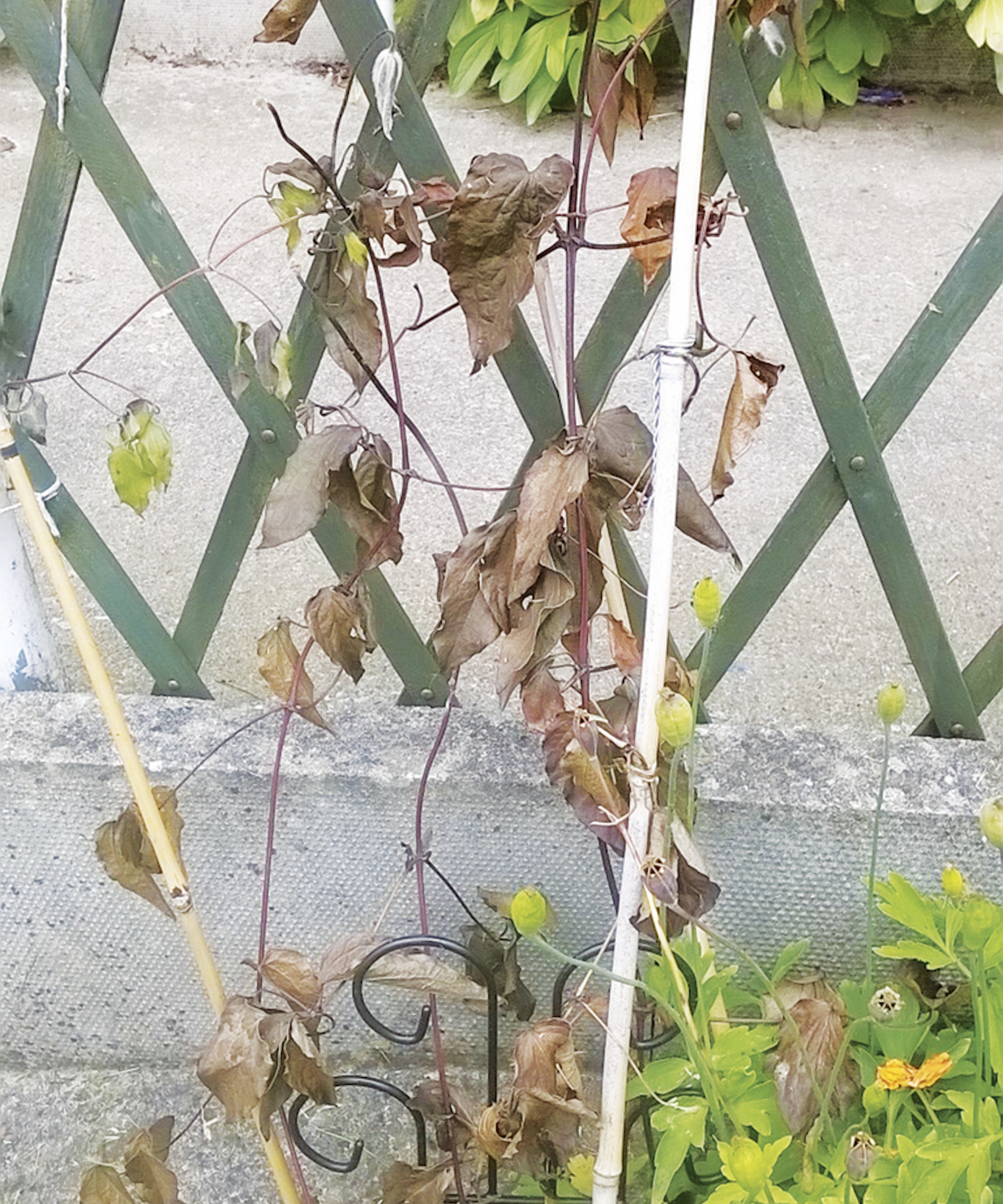 A clematis with brown stems and crispy leaves
