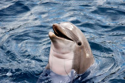 Can dolphins talk?