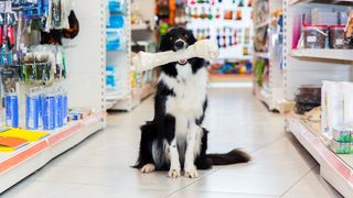 Border Collie sitting with bone in mouth