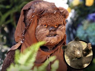 Star Wars' Ewok and a brown bear.