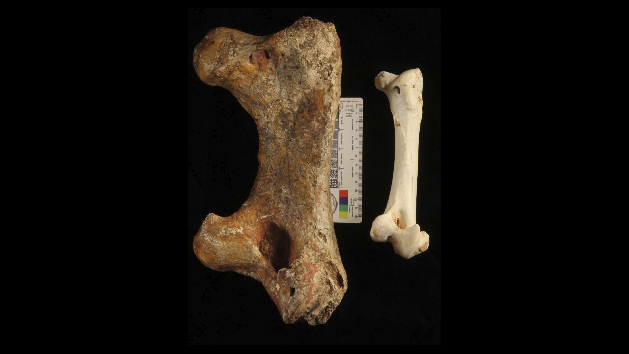A large femur from Genyornis newtoni (left) and a somewhat smaller femur from a modern emu, Dromaius novaehollandiae (right).